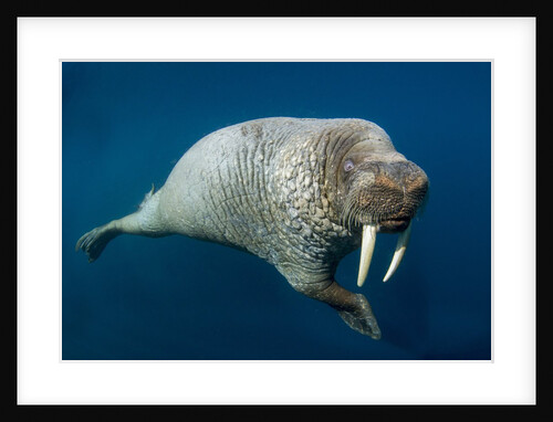 Underwater Walrus, Hudson Bay, Nunavut, Canada by Anonymous