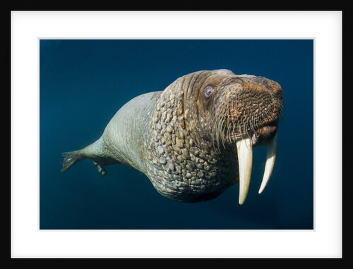 Underwater Walrus, Hudson Bay, Nunavut, Canada by Anonymous