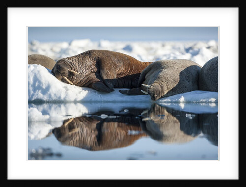 Walrus Herd on Sea Ice, Hudson Bay, Nunavut, Canada by Anonymous