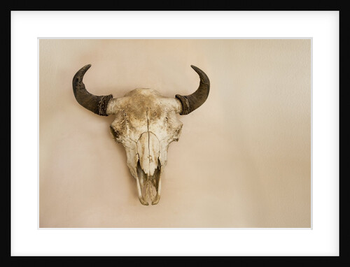 Antique Buffalo Skull by Anonymous