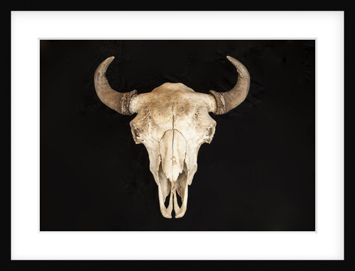 Buffalo Skull by Anonymous