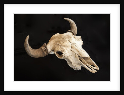 Buffalo Skull on Black Background by Anonymous
