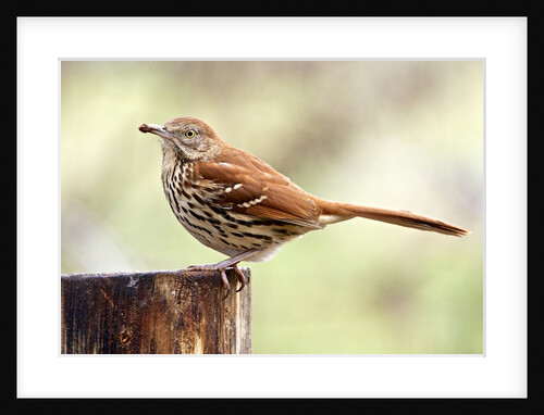 Brown Thrasher standing on tree stump, McLeansville, North Carolina, USA by Anonymous