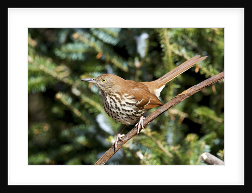 Brown Thrasher perching on branch, McLeansville, North Carolina, USA by Anonymous