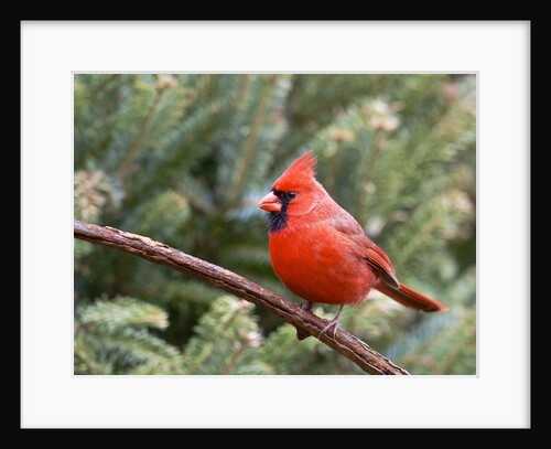 Northern cardinal perching on branch, McLeansville, North Carolina, USA by Anonymous