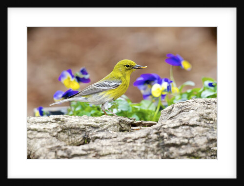 Side view of Pine Warbler, McLeansville, North Carolina, USA by Anonymous