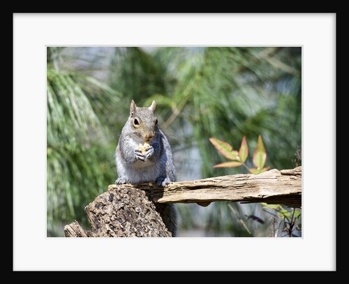 Gray Squirrel, McLeansville, North Carolina, USA by Anonymous
