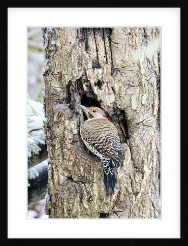 Northern Flicker on tree trunk, McLeansville, North Carolina, USA by Anonymous