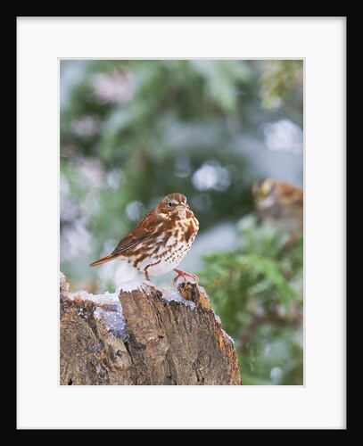 Fox Sparrow, McLeansville, North Carolina, USA by Anonymous