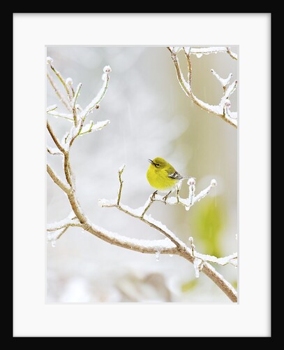 Pine Warbler perching on branch in winter, McLeansville, North Carolina, USA by Anonymous