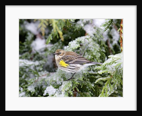 Yellow-rumped Warbler in winter, McLeansville, North Carolina, USA by Anonymous