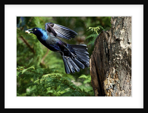 Common Grackle flying, McLeansville, North Carolina, USA by Anonymous