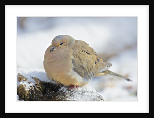 Mourning Dove on tree stump, McLeansville, North Carolina, USA by Anonymous