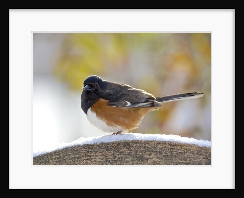 Rufous Towhee in winter, McLeansville, North Carolina, USA by Anonymous