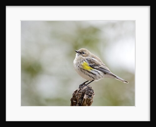 Yellow-rumped Warbler, McLeansville, North Carolina, USA by Anonymous