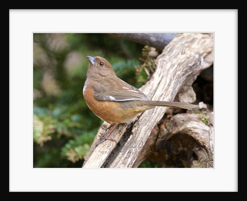 Rufous Towhee, McLeansville, North Carolina, USA by Anonymous
