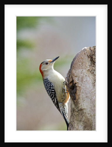 Red-bellied Woodpecker, McLeansville, North Carolina, USA by Anonymous