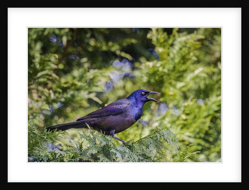 Common Grackle perching on tree and calling, McLeansville, North Carolina, USA by Anonymous