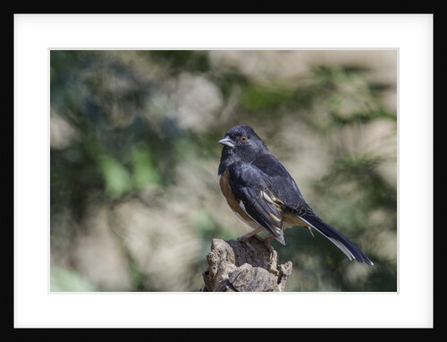 Rufous Towhee, McLeansville, North Carolina, USA by Anonymous