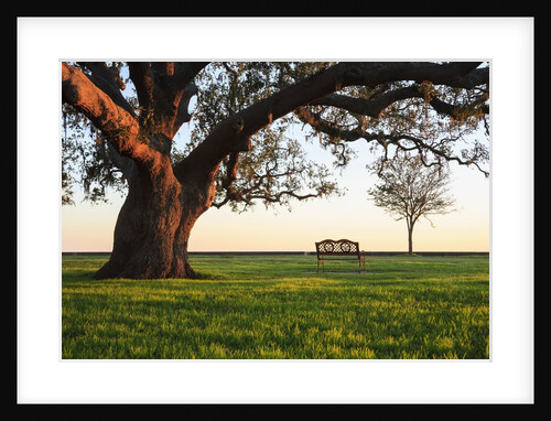 A grand oak tree overhangs a lone bench at sunset. by Anonymous