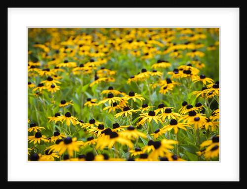 Black-eyed Susans (Rudbeckia hirta) by Anonymous