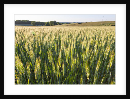Wheat Field by Anonymous