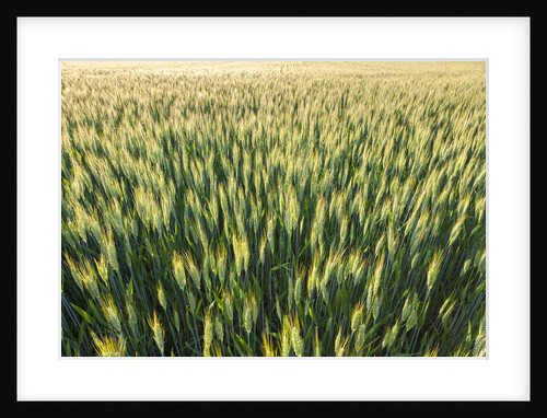 Wheat Field by Anonymous