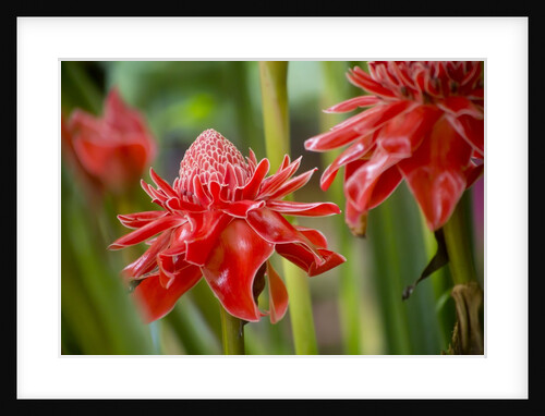 Torch Ginger, Laos by Anonymous