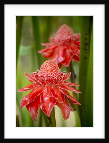 Torch Ginger, Laos by Anonymous