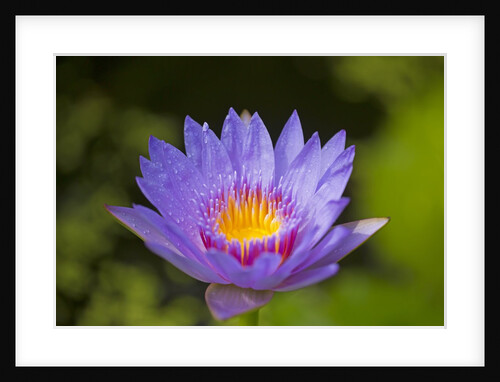 Purple Water Lily, Maui, Hawaii by Anonymous