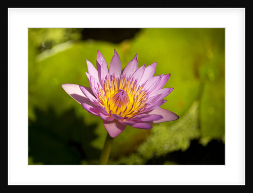 Pink Water Lily, Maui, Hawaii by Anonymous