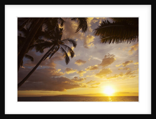 Sunset with palm trees in Kihei, Maui, Hawaii by Anonymous