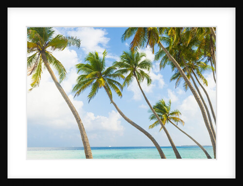 Palm trees in the Maldives by Anonymous