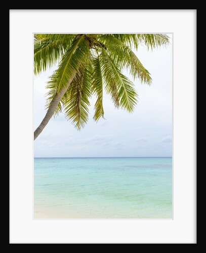 Palm tree in The Maldives by Anonymous