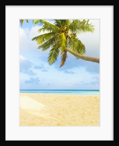 Palm tree and beach in The Maldives by Anonymous