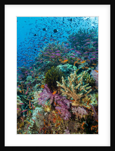 Abundance of marine life on a coral reef. by Anonymous