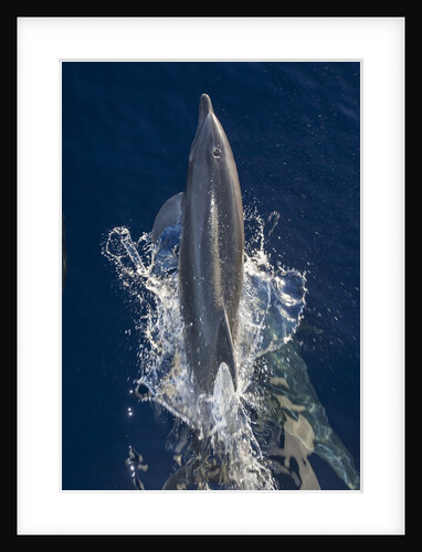 Dolphin frolicking at the surface. by Anonymous