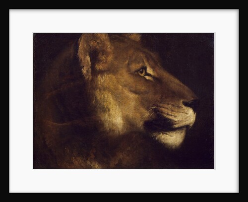 Head of lioness by Theodore Gericault