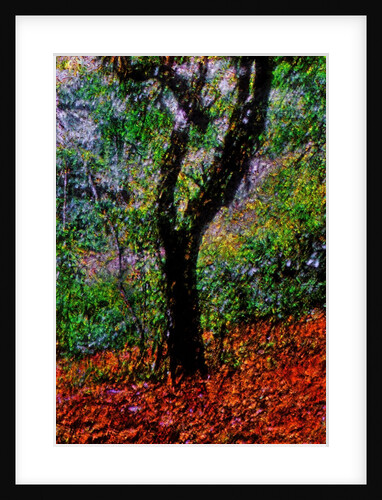 Tree by Anonymous