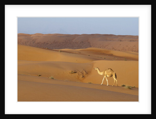 A wild camel walking on sand dunes. by Anonymous