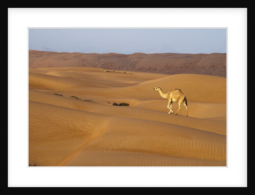 A wild camel walking on sand dunes. by Anonymous