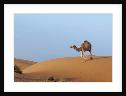 A wild camel walking on sand dunes. by Anonymous