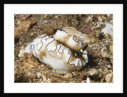Dark Margin Glossodoris by Anonymous