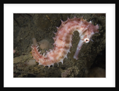 Juvenile Thorny Seahorse by Anonymous
