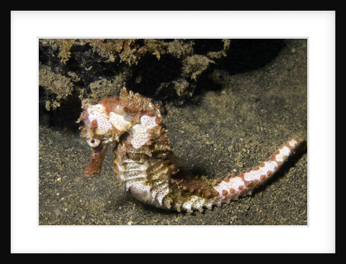 Thorny Seahorse by Anonymous