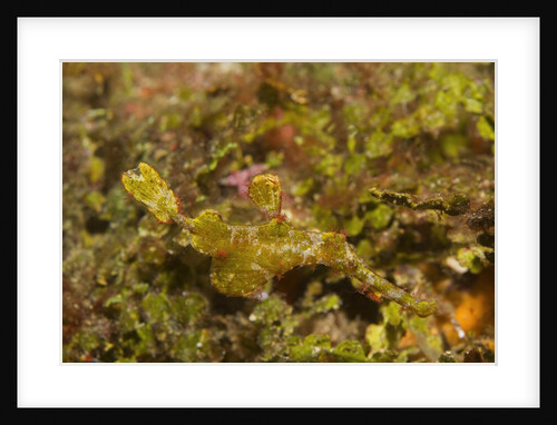 Halimeda Ghost Pipefish by Anonymous