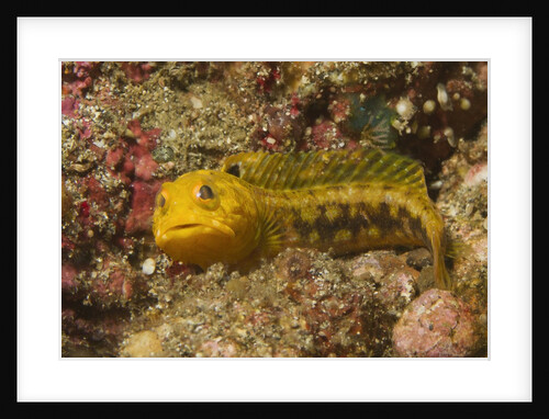 Female Variable Jawfish by Anonymous