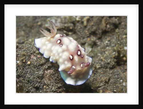 Bus Stop Chromodoris by Anonymous