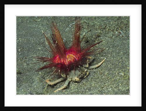 Urchin Carry Crab with Radiant Seas Urchin by Anonymous