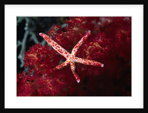 Multipore Sea Star on Soft Coral by Anonymous